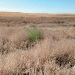 Kochia had good growing conditions this summer and, in some fields, glyphosate is no longer doing the job.