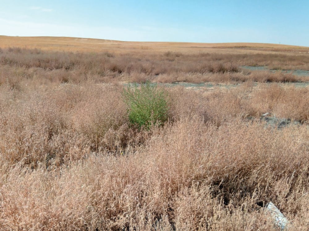 Kochia had good growing conditions this summer and, in some fields, glyphosate is no longer doing the job.