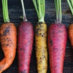 Garden-fresh carrots can be stored a long time if precautions are taken.