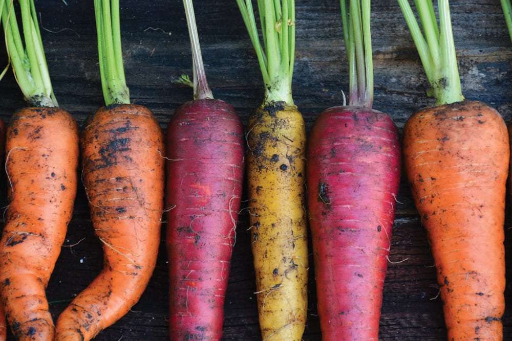Garden-fresh carrots can be stored a long time if precautions are taken.