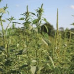 Palmer amaranth.