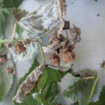Fire blight-infected raspberry cane tips.