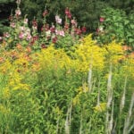 Goldenrod (Solidago) fits nicely into a mixed flower border.