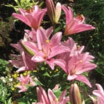 A favourite Oriental lily growing in my garden.
