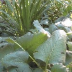 The large, quilted, scalloped leaves of Big Betony provide a contrast in texture to the smooth grassy leaves of a nearby daylily.