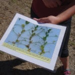 Terry Buss displays a photograph showing a side-by-side comparison of field peas infected with ascochyta blight isolates resistant to Frac 11 fungicides. From left to right: untreated, treated with Headline (Frac 11) fungicide and treated with a Proline fungicide.