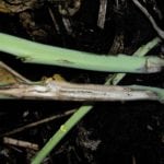 MCGA members offered free blackleg testing