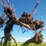 Clubroot, which causes bulbous swellings on canola roots, has become infamous for its impact on yield.