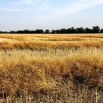 Canola swathed and waiting for harvest in the Interlake on August 8.