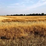 It’s ok to start swathing after a frost if most or all of your canola seed is already mature.