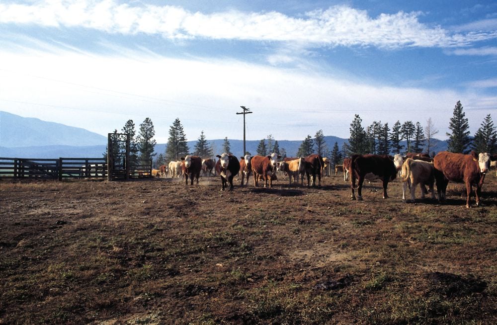 Demand strength, moderate supplies lift cattle prices