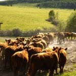 Scorched pastures, limited feed heat up the fall run