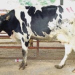 Dairy culls require careful management to ensure they don’t suffer when going to slaughter.