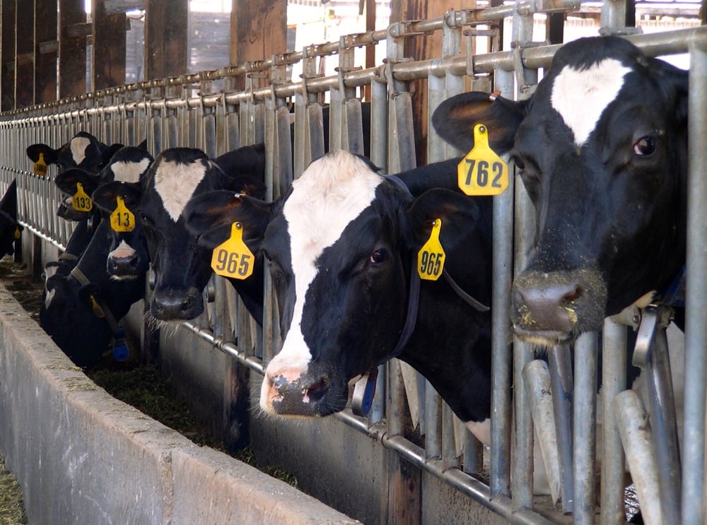 Canadian dairy cows produce roughly 8,500 litres of milk per cow per year.