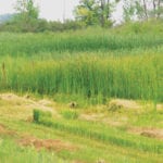 A feed shortage this year has cattle producers mulling tough decisions come cull time. A recent tax deferral could make those decisions simpler for many.