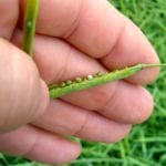Damage to canola from frost is dependent on the seed moisture content and the time of the frost.