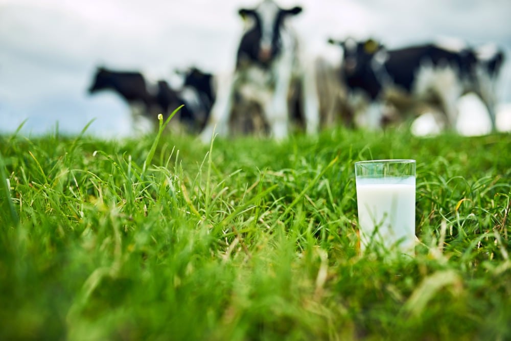 milk and dairy cattle