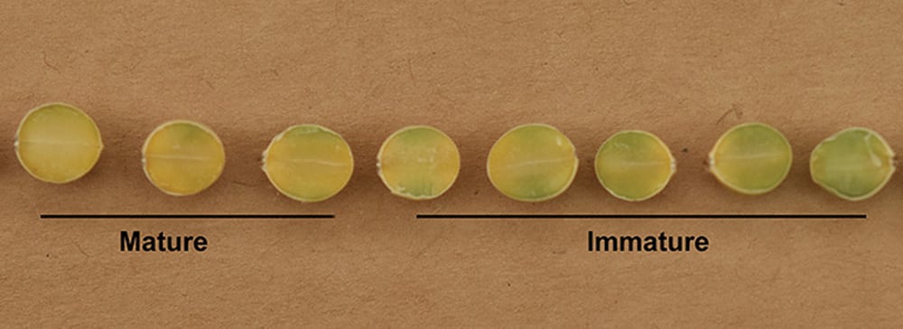 Green soybean seed is downgrading some crops this fall.