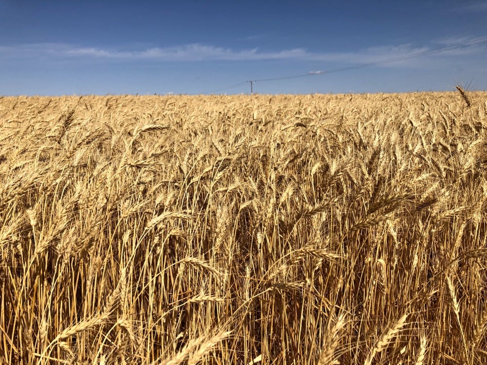 A mature wheat crop in southern Saskatchewan, on Sept. 2, 2018.