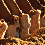 Careful planning will be necessary this year to stretch feed supplies to winter the herd in good condition.