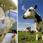 Canada’s dairy and poultry sectors are seen as most impacted by concessions made in the USMCA trade deal.