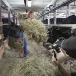 Dairy farmer Marie-Pier Vincent feeds her dairy cows at her farm in Saint-Valerien-de-Milton, southeast of Montreal.