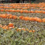 Buying a pumpkin could involve a pleasant drive out to a farm to select one (or more).