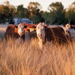 Meeting the mark for sustainable beef