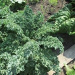 Kale leaves are usually heavily textured.