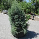 Potted evergreens can be slipped out of their pots and planted in the ground for the winter.