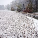 Farmers need to call crop insurance before destroying crops, even if they don’t think they are in a claim position because the yield counts as part of a farmer’s long-term average, resulting in higher crop insurance coverage.
