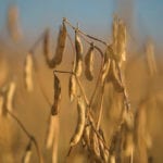 Soybeans need to be aerated to keep them cool once they are harvested and in storage.