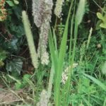 Timothy is considered the gold standard among grass hays because of its high palatability, easy digestibility and low-energy yet nutritious profile.