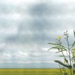 A Farm Credit Canada report says Canadian canola exports to the U.S. have dropped by 11.8 per cent and down 10.6 per cent to China.