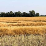 In some cases, canola that was on the verge of being harvested was inundated by too much moisture in the form of rain and snow.