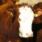Cattle prices hold steady as fall run slowly begins
