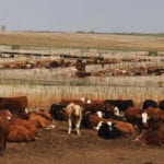 Manitoba Beef Producers is meeting with members throughout the province in the coming weeks.