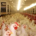Chicken Farm