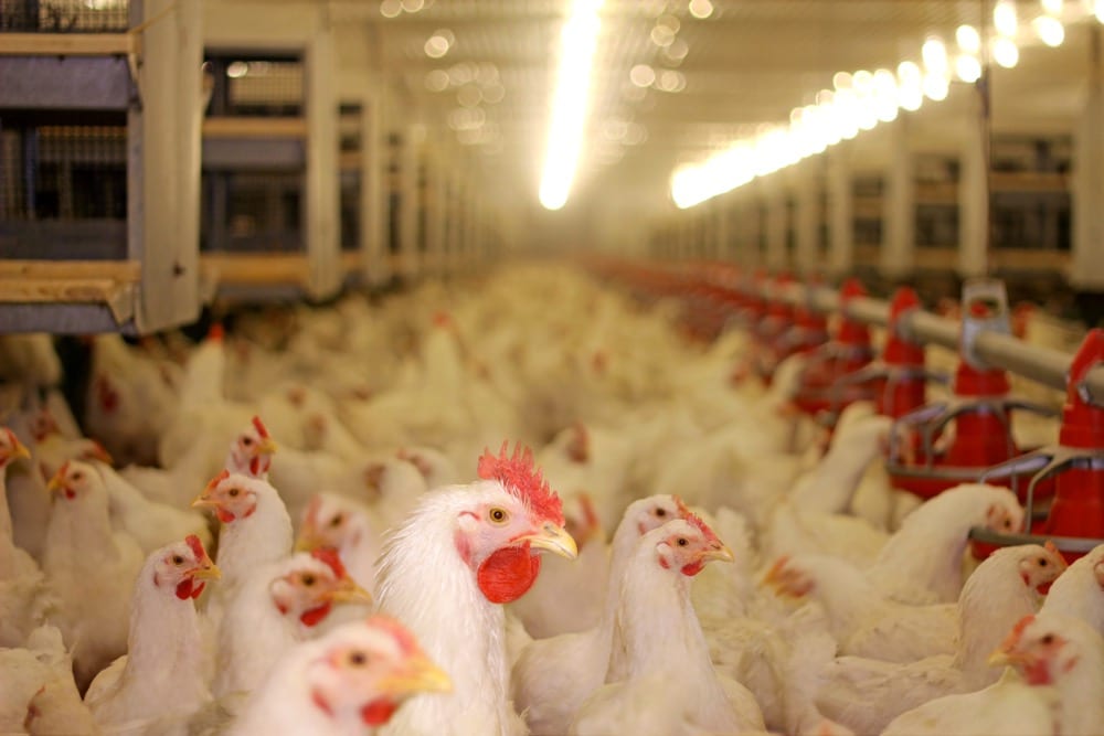 Chicken Farm