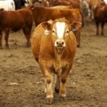 The general manage of Manitoba Beef Producers has the initial impression that the new USMCA is essentially what NAFTA was.