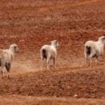 Sheep in Australia drought.
