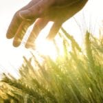 Hand over wheat field in early summer evening.