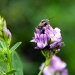 Pollinator study looks for producer buy-in