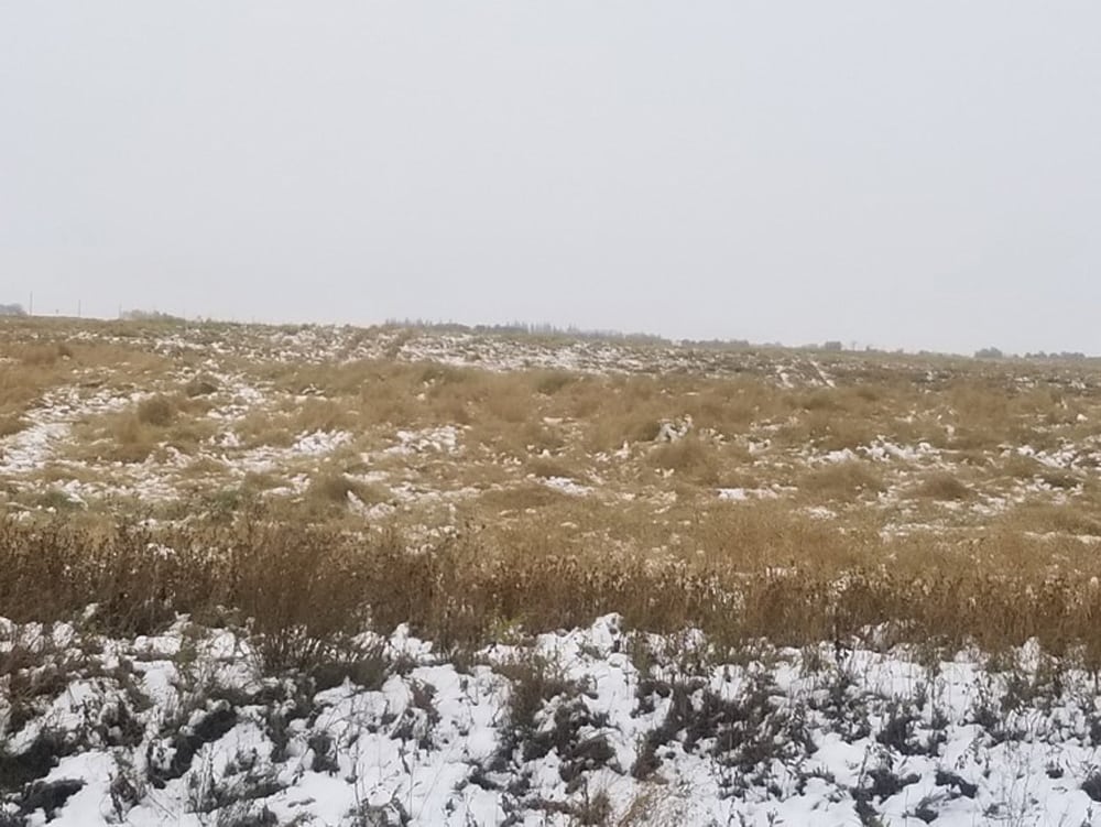 Remaining canola fields were weighed down by inches of snow after September took a chilly turn Sept. 22.