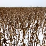 Some soy is still out in the fields – now locked in snow – waiting for harvest, as seen here in a photo taken in the Interlake on Oct. 3.