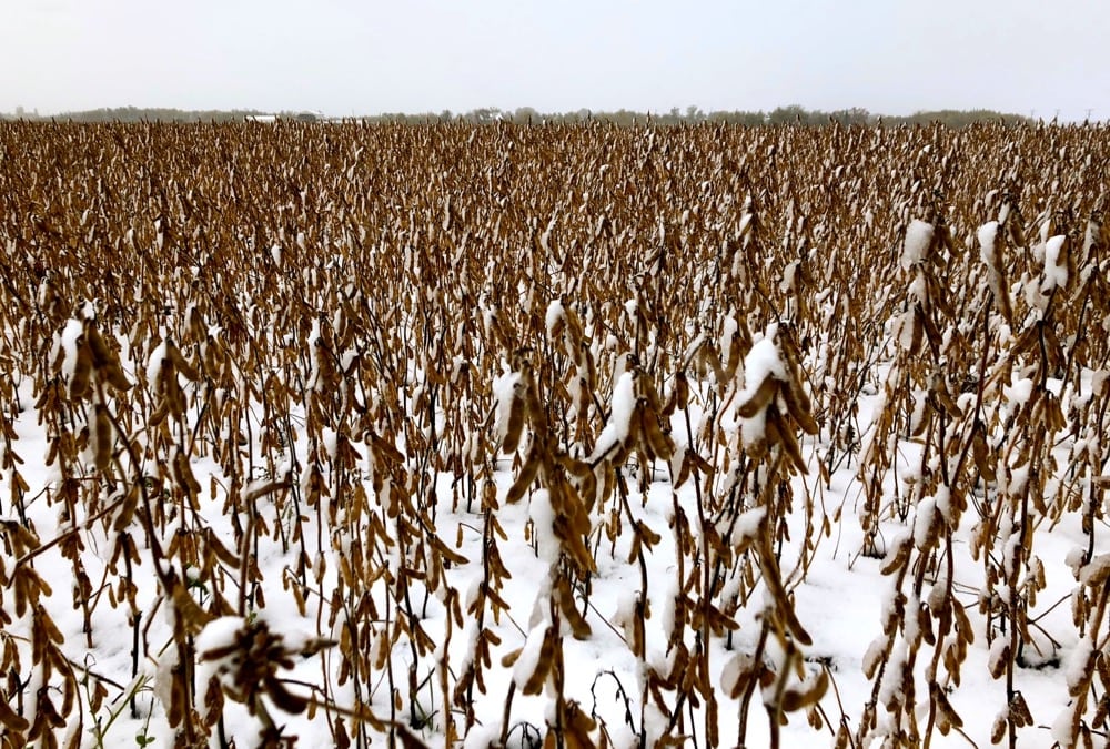 Some soy is still out in the fields – now locked in snow – waiting for harvest, as seen here in a photo taken in the Interlake on Oct. 3.