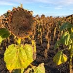 Some sunflower crops – including others such as soybeans, flax and some canola – are still out in the field waiting to be harvested due to poor harvest weather conditions.