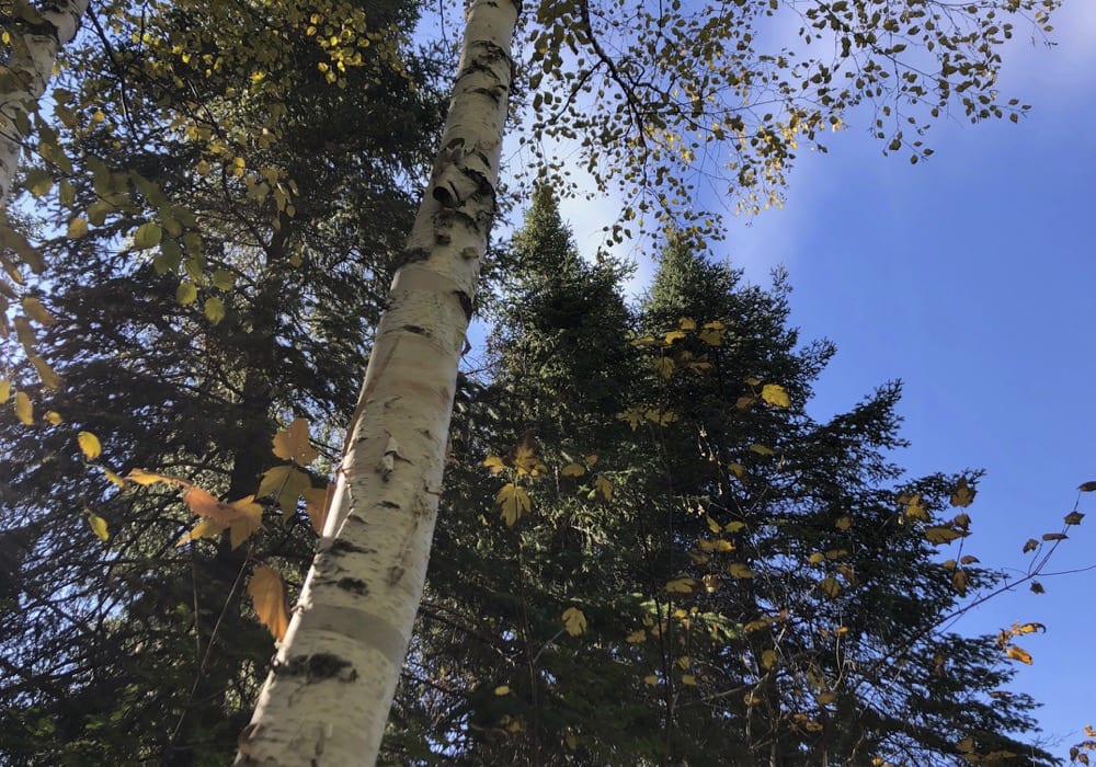 Trees shed their leaves in Manitoba's Interlake. (Photo: Sept. 29, 2018)