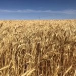 Spring wheat bids dropped as much as $11 per tonne, depending on the location.