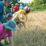Pastors and congregation members harvesting wheat for communion bread at Plainsong Farm & Ministry in Michigan.